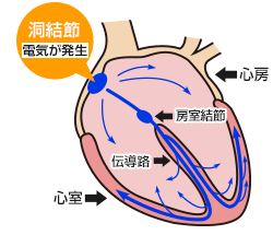 心臓の収縮の仕組み